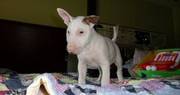 lovely bullterrier puppy for a good home adoption
