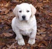 Yallow labrador retriever puppies for lovely families
