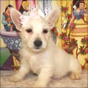 west high land terrier puppies for sale