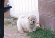 Afectionate Female chow chow puppy for rehoming
