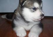 cute Alaskan malamute puppy for sale