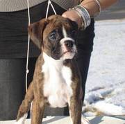 CKC Reg'd Boxer Puppies-14 weeks