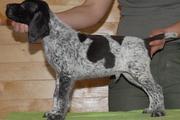 (German Shorthaired Pointer Puppies For Sale