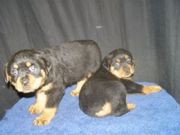 Rottweiller puppies for home adoption