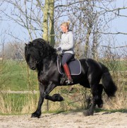 BLACK FRISIAN HORSE FOR SALE 