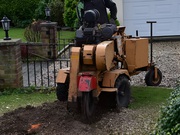 Tree Stump Removal Calgary - Evergreen Ltd