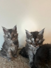 Giant Maine Coon Kittens