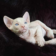 Intelligent Male Sphynx Kitten For Rehoming
