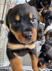 Adorable rottweiler puppies