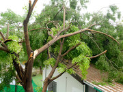 Emergency Tree Removal in Calgary – Fast & Reliable | Evergreen Ltd