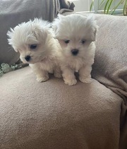 Teacup Maltese Puppies for sale