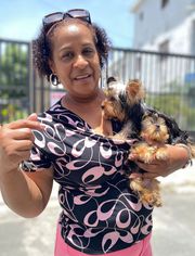 Teacup yorkie puppies for sale