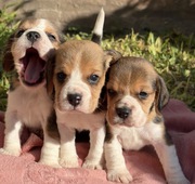 Gorgeous Beagle Puppies 