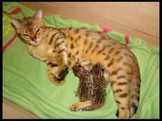 Two Bengal kittens for adoption 