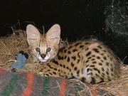  Beautiful  serval kittens,  Male and Female looking for home