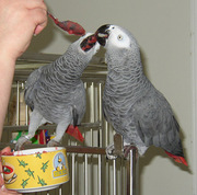 Talking African Grey parrots for X Mass 